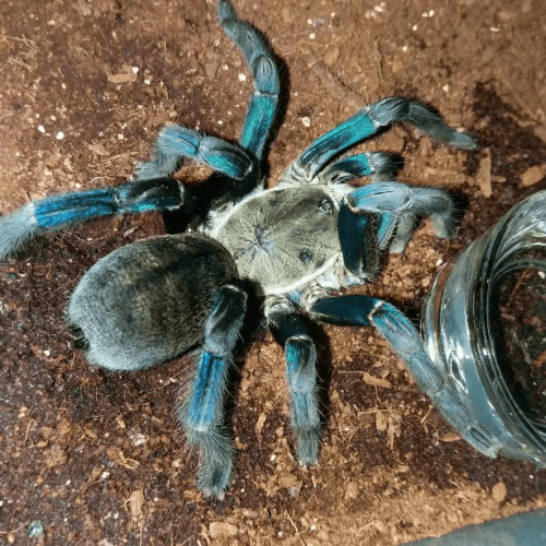 Cyriopagopus lividus (Haplopelma Lividum) – Cobalt blue tarantula