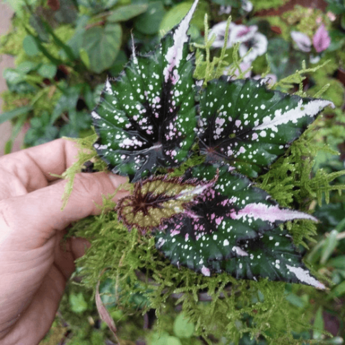Begonia sp Tricolor