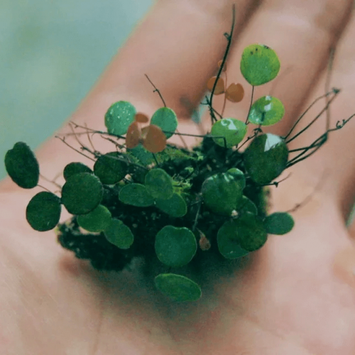 Adiantum Mariesii Fern (micro plant)