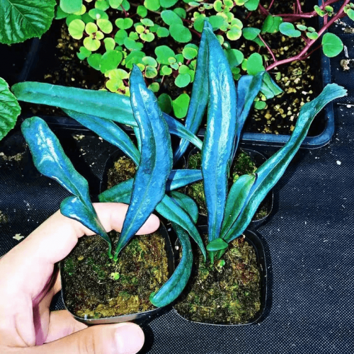 Blue Oil Fern (Microsorum thailandicum Boonkerd & Noot)