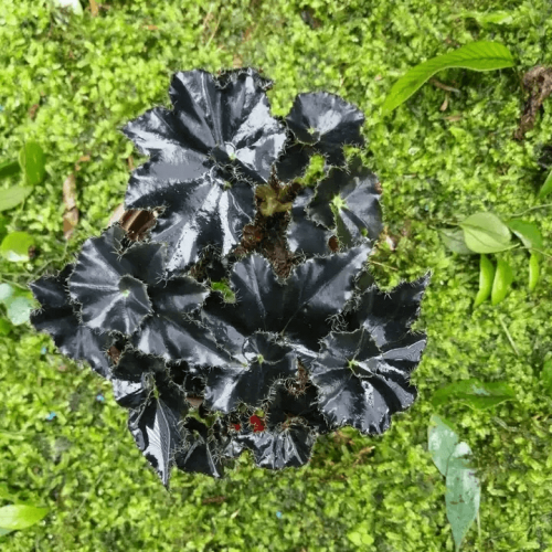 Begonia sp black leaf