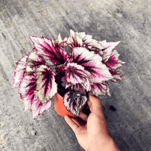Begonia sp White & Pink