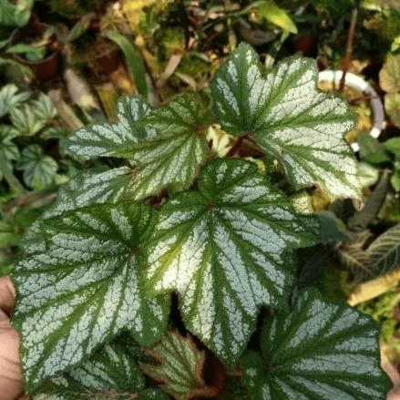 Begonia sp (White)