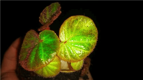 Begonia soli-mutata Hort (Begonia rhizomatous hybrid)