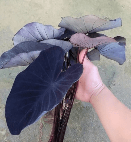 Black Taro (Colocasia esculenta ‘Black Magic’)