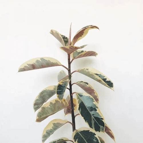 Variegated Rubber Tree