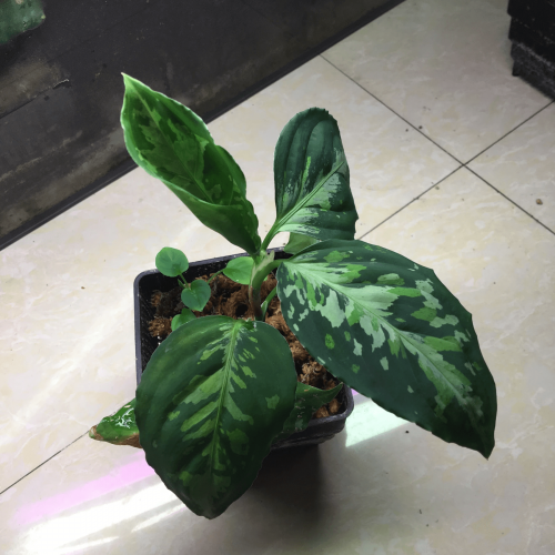 Aglaonema Pictum Tricolor Sumatra (Round Leaf)