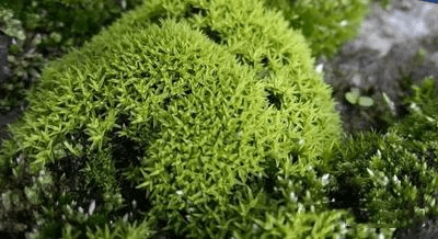 Atrichum Undulatum Moss
