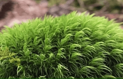 Mood Moss – Dicranum Scoparium