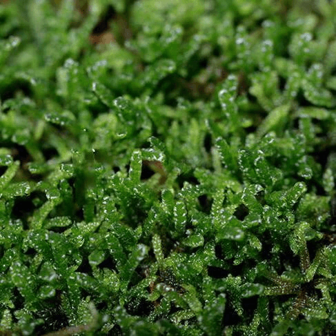 Hypnum Moss – Hypnum Plumaeforme