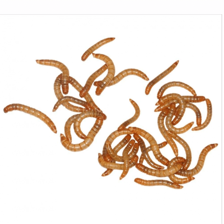 Live Mealworms HappyForestStore