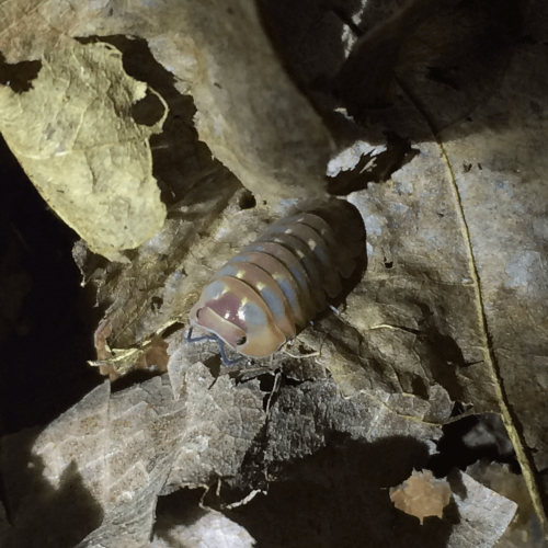 Armadilliade sp. ‘Spot’ Isopods