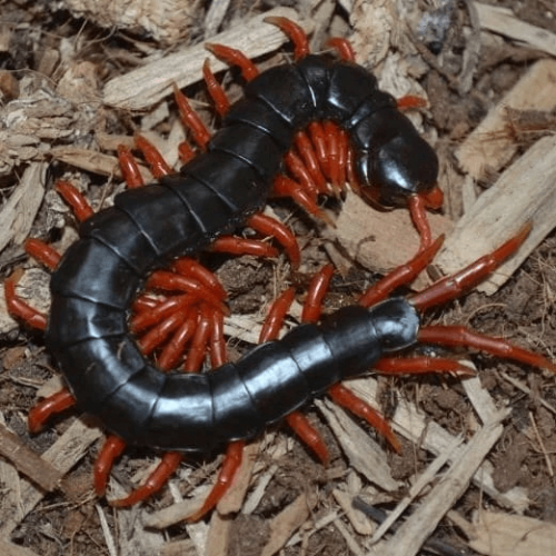 Scolopendra subspinipes “Black & Red legs” centipede