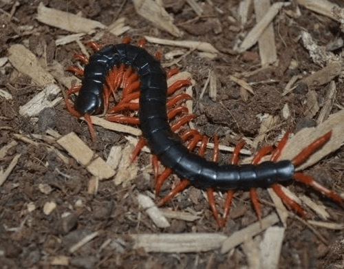 Scolopendra subspinipes “Black & Red legs” centipede