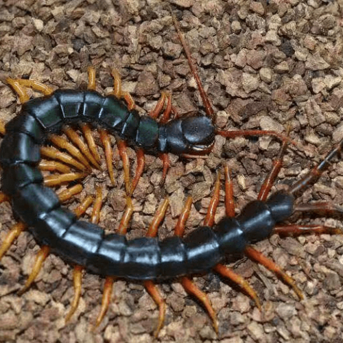 Scolopendra hainanum ” Tiger legs ” Centipede
