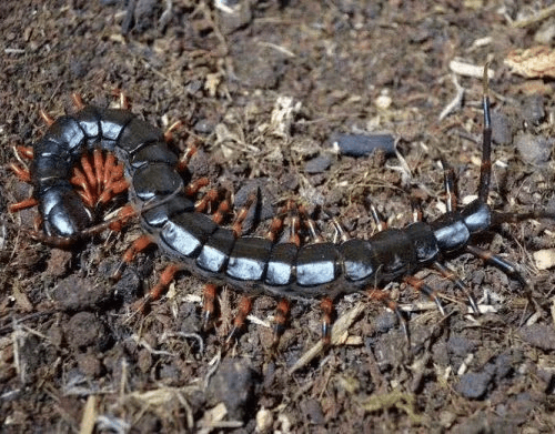 Scolopendra hainanum ” Tiger legs ” Centipede