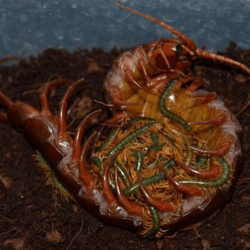 Scolopendra dehaani “Chinese Red – dragon” Centipede
