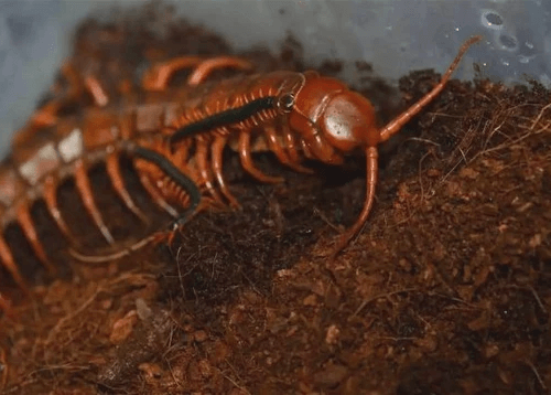 Scolopendra dehaani “Chinese Red – dragon” Centipede