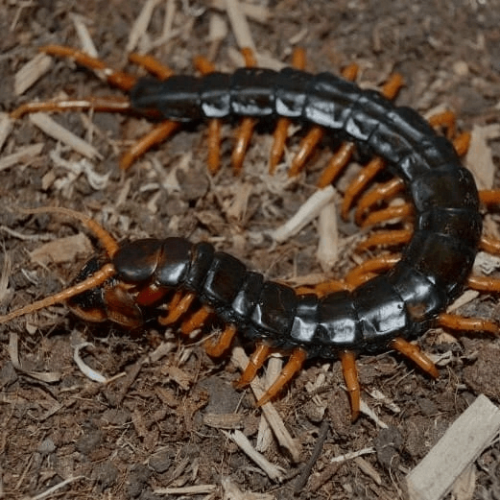Scolopendra cataracta [laos] – Waterfall centipede