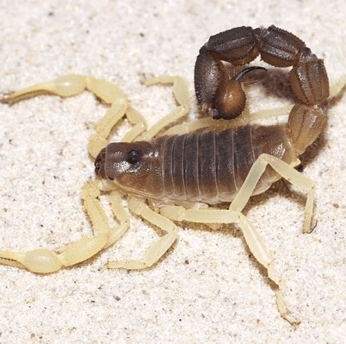 Parabuthus Schlechteri (Burrowing Thick Tail Scorpion )