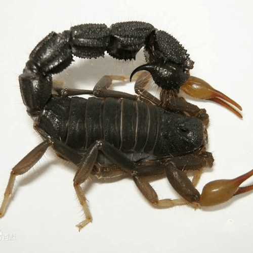 Parabuthus transvaalicus – Black Thick-Tail Scorpion