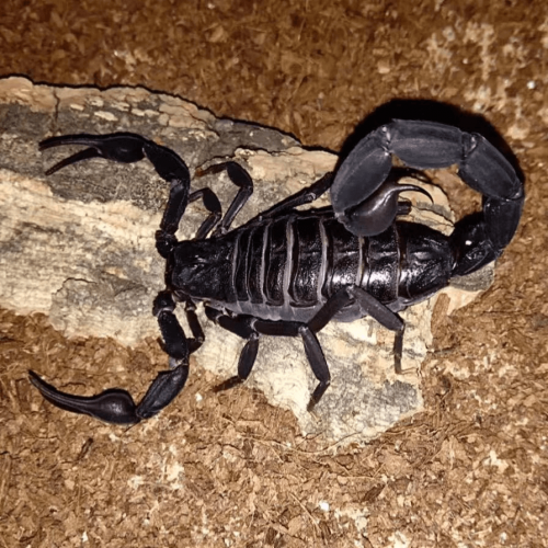 Grosphus grandidieri Scorpion