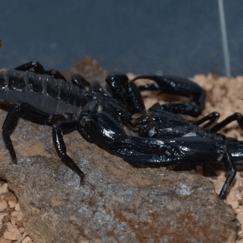 Heterometrus longimanus – Malaysian Forest Scorpion