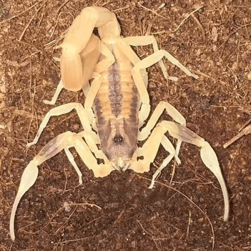 Tityus trivittatus Scorpion