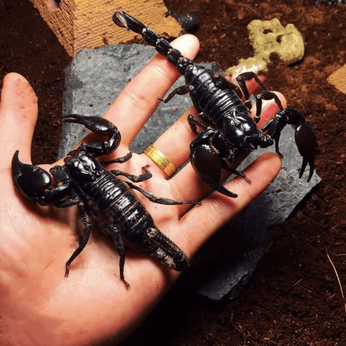 Asian Giant Forest Scorpion (Heterometrus Petersii)