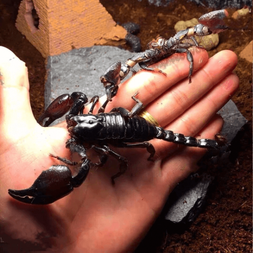 Asian Giant Forest Scorpion (Heterometrus Petersii)