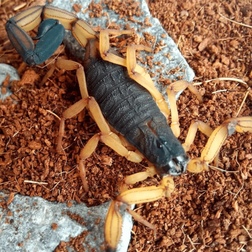 Centruroides bicolor Scorpion