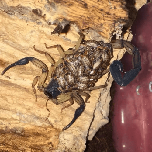 Centruroides bicolor Scorpion