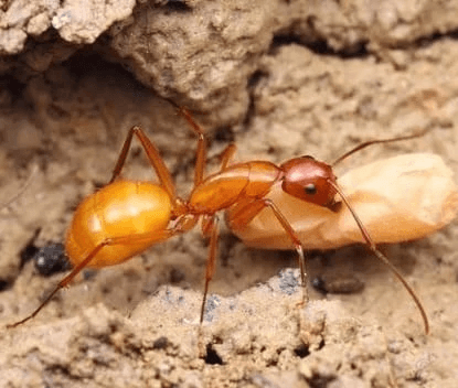 Ant colony Camponotus Fedtschenkoi
