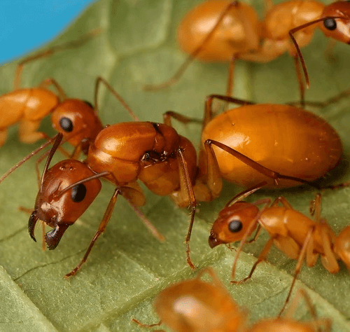 Ant colony Camponotus Fedtschenkoi