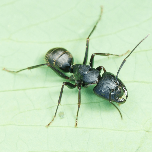 Ant colony Camponotus japonicus