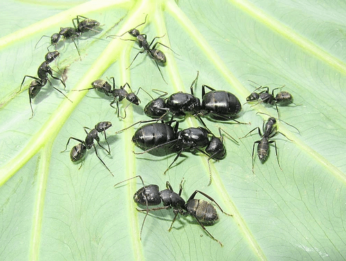 Ant colony Camponotus japonicus