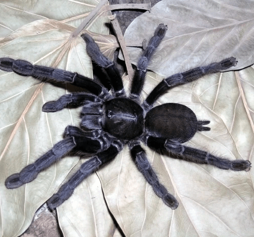 Cyriopagopus sp. Sulawesi Black Tarantula