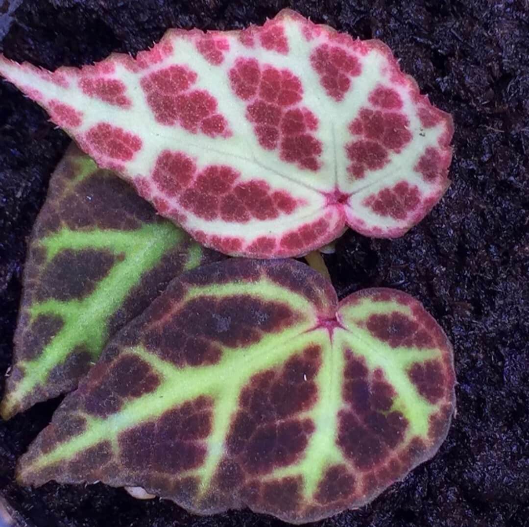 Begonia sp Kalimantan for Sale - HappyForestStore