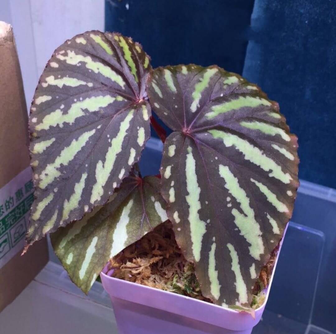 Begonia Aiensis for Sale - HappyForestStore