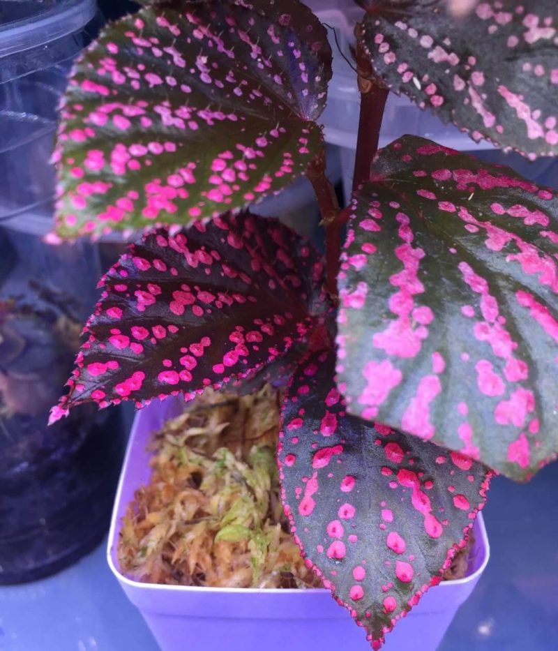 Begonia sp hairy spots for Sale - HappyForestStore