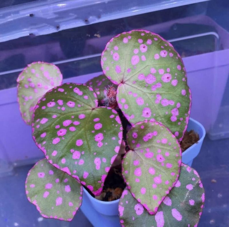 Begonia roseopunctata for Sale - HappyForest