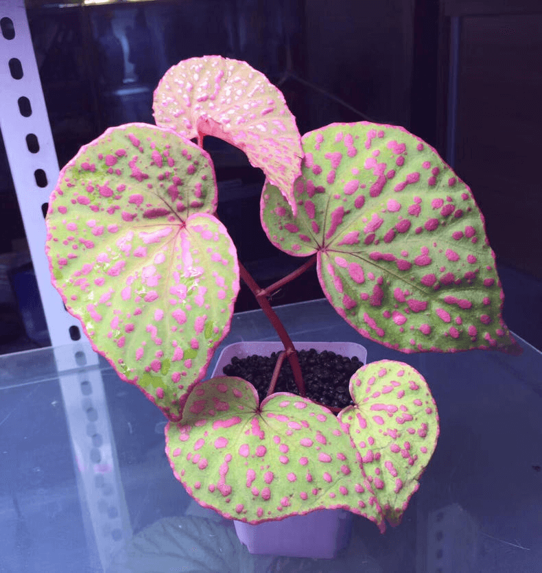 Begonia roseopunctata for Sale - HappyForestStore