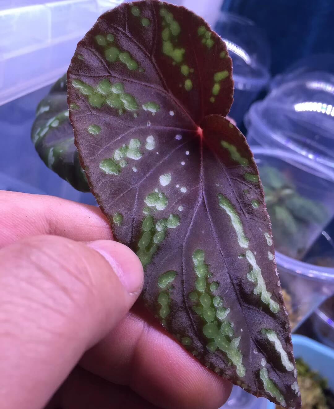 Begonia sp Green spots Thailand for Sale - HappyForestStore