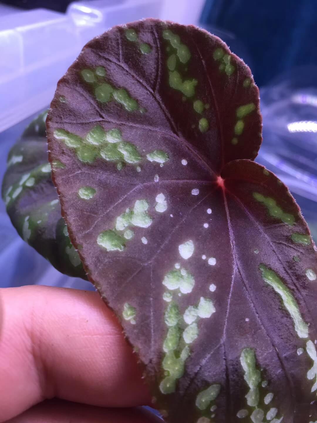 Begonia sp Green spots Thailand for Sale - HappyForestStore