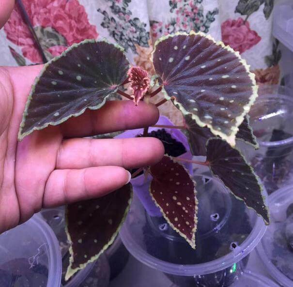 Begonia darth vader (Green spots) for Sale - HappyForest