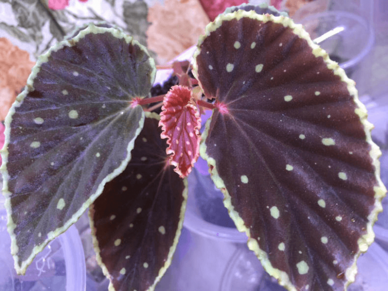 Begonia Darth Vader (green Spots) For Sale - Happyforeststore