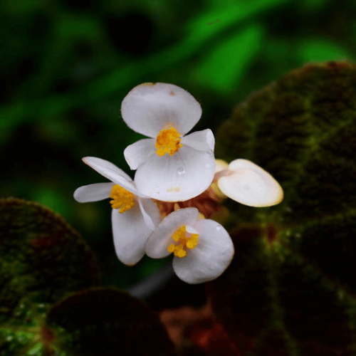 Begonia retinervia