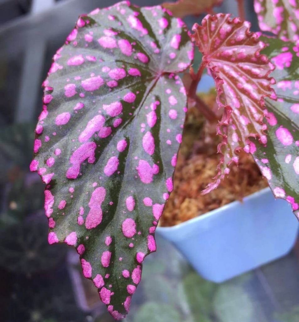 Begonia negrosensis for Sale - HappyForestStore