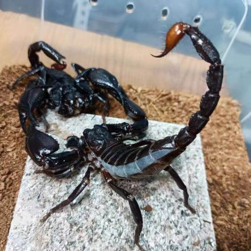 Heterometrus spinifer (Malaysian Forest Scorpion)