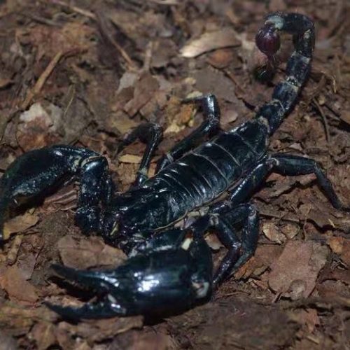 Heterometrus spinifer Scorpion